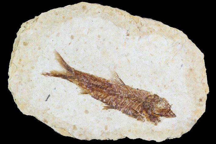 Fossil Fish (Knightia) With Floating Frame Case #105587